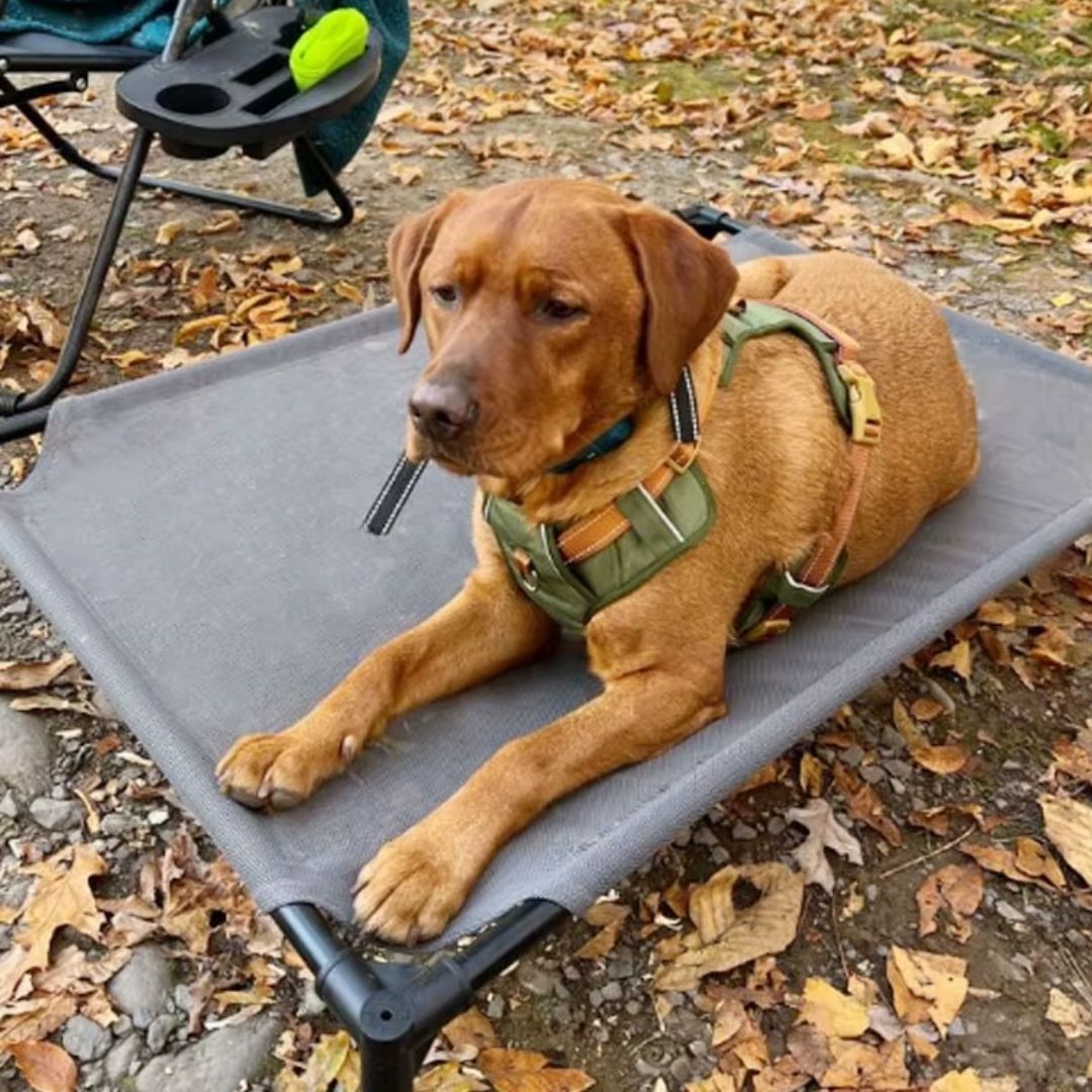 No-Pull Dog Harness