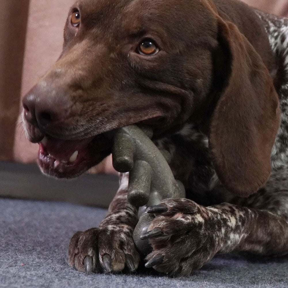Lobster Chew Toy for Pets