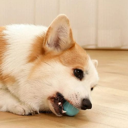 Smart Interactive Ball for Pets