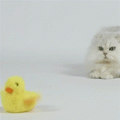 Interactive Jumping Duck Toy