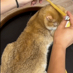 Premium Bee Harness for Pets