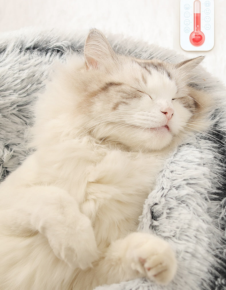 Cloud Pet Cave