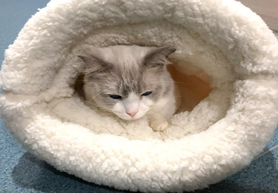 Cozy Cat Sleeping Bag