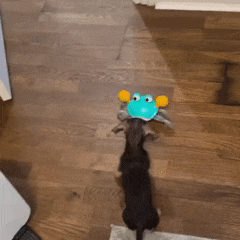 Interactive Scuttling Crab Toy for Dogs