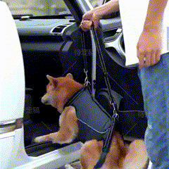 Orthopedic Support Harness for Dogs