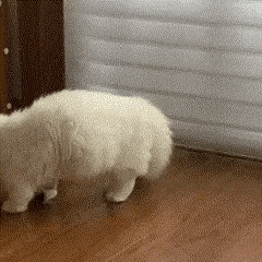 Interactive Toy Car for Pets