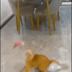 Feather-Chasing Collar Toy for Cats