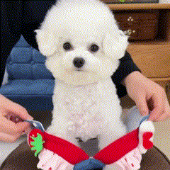 Dress-Style Harness for Dogs and Cats