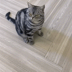 Interactive Treat Launcher